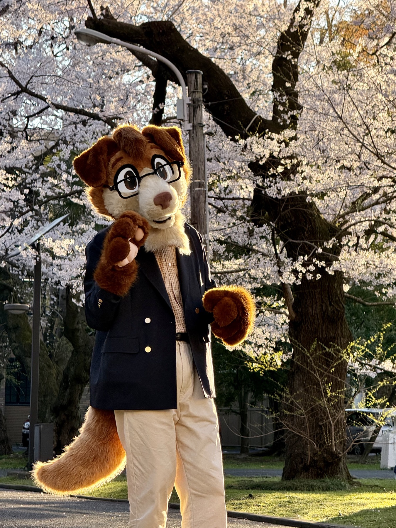 Alfyn fursuit posing under sakura blossoms at Hanami 2026